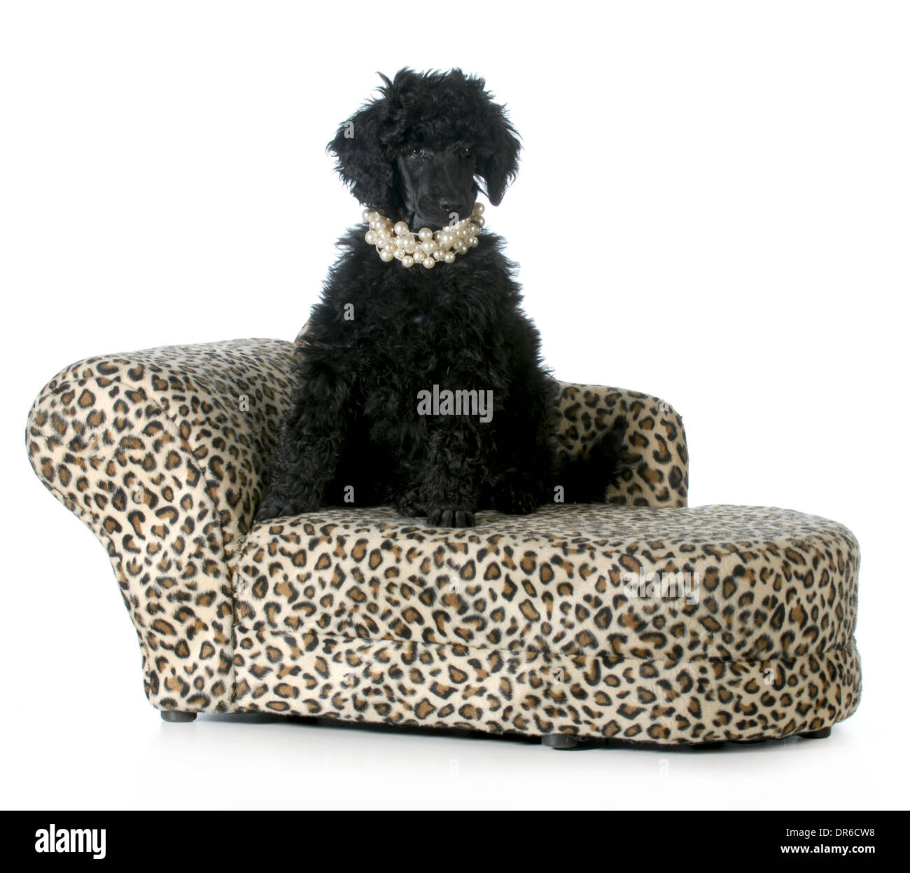 female poodle puppy sitting on a dog couch isolated on white background - 8 weeks old Stock Photo