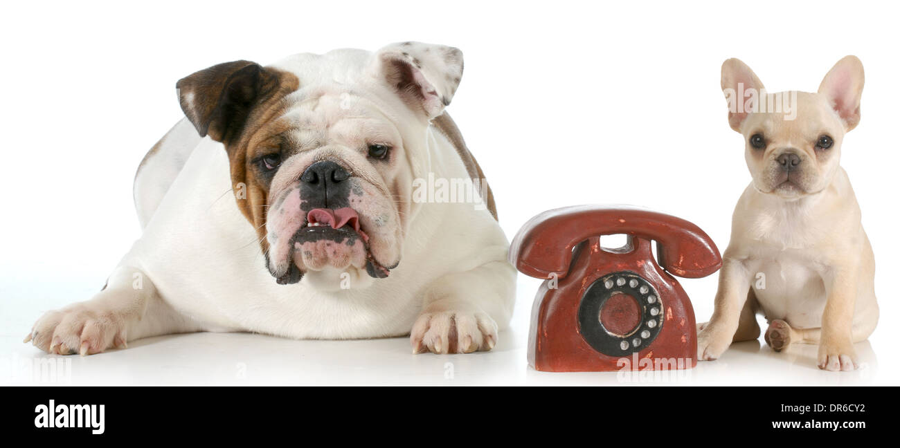 dog communication - english and french bulldog with telephone between them isolated on white background Stock Photo
