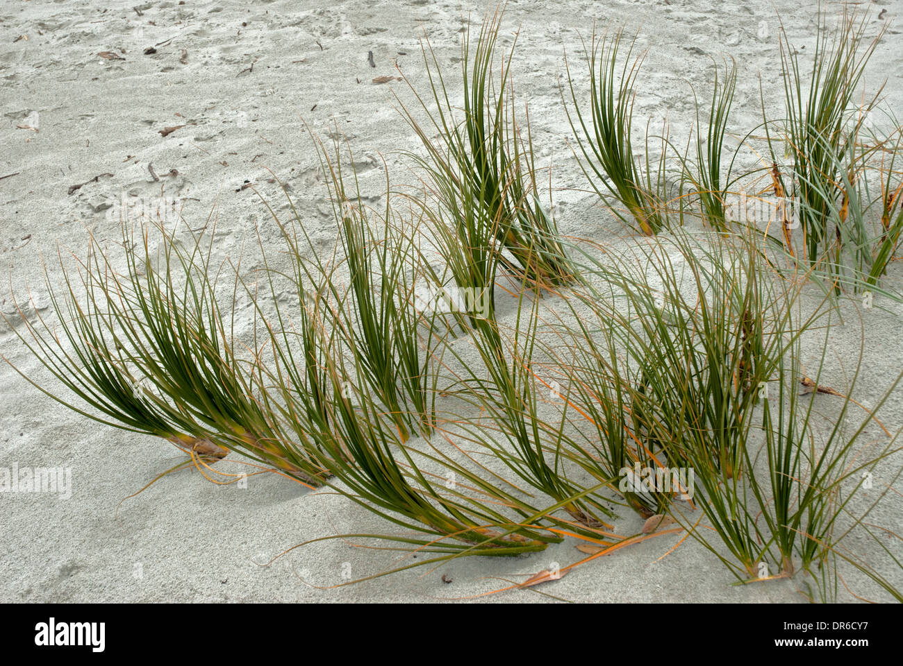 Grasses growing through the sand on Baylys Beach near Dargaville, North Island, New Zealandseaside Stock Photo