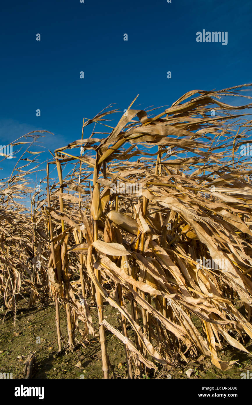 Maize crop for game cover Stock Photo