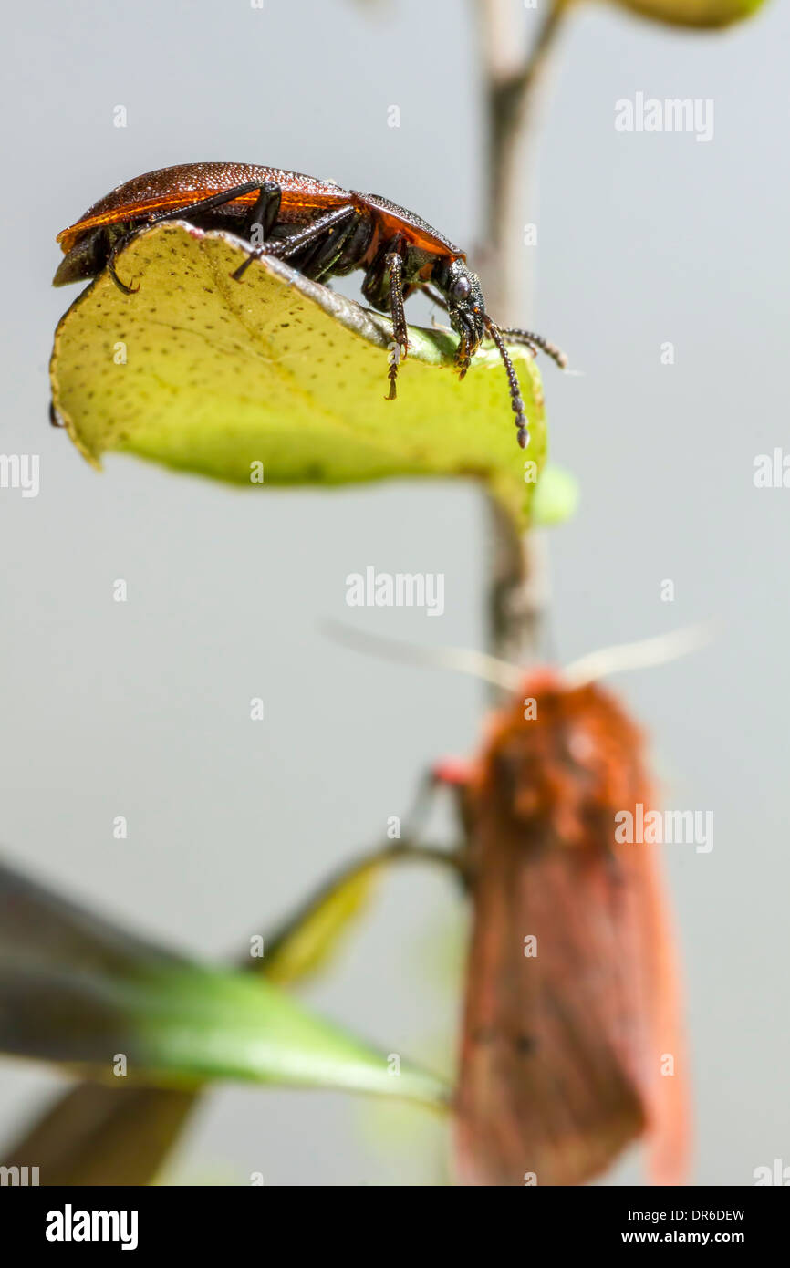 Scary beetle hi-res stock photography and images - Alamy