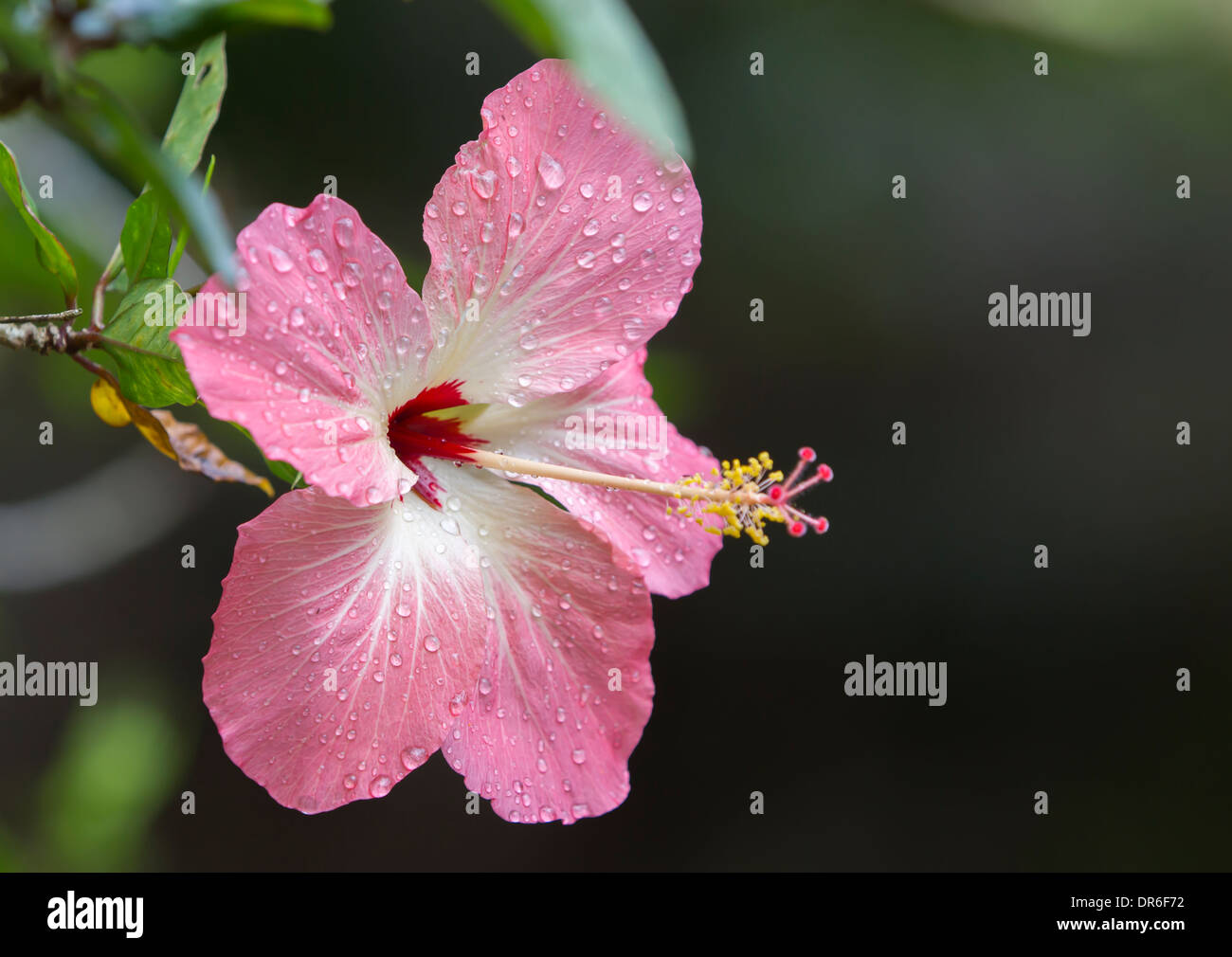 Close up beautiful hibiscus hi-res stock photography and images - Alamy