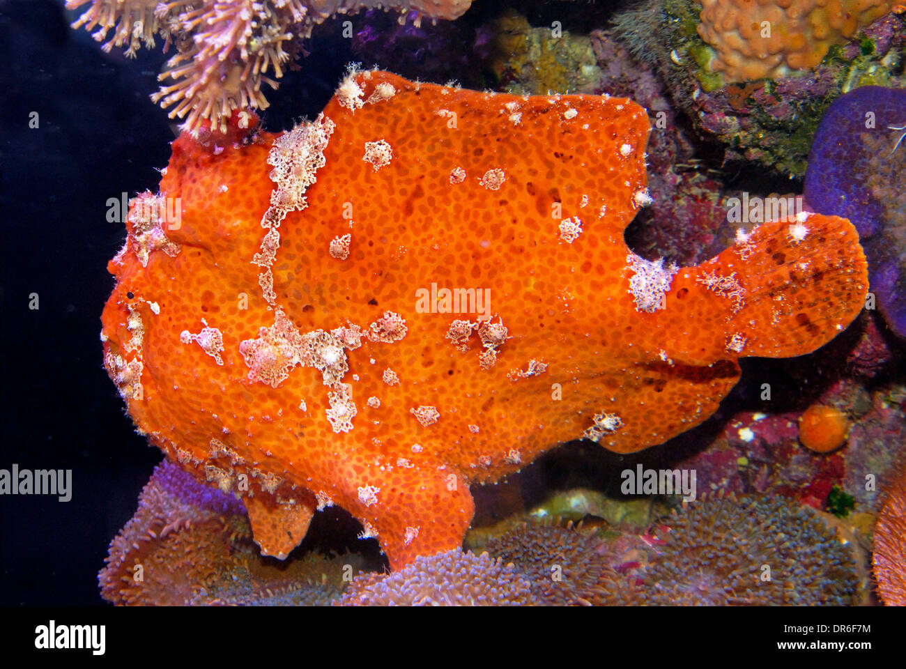 Frog fish Camouflage and mimicry Stock Photo