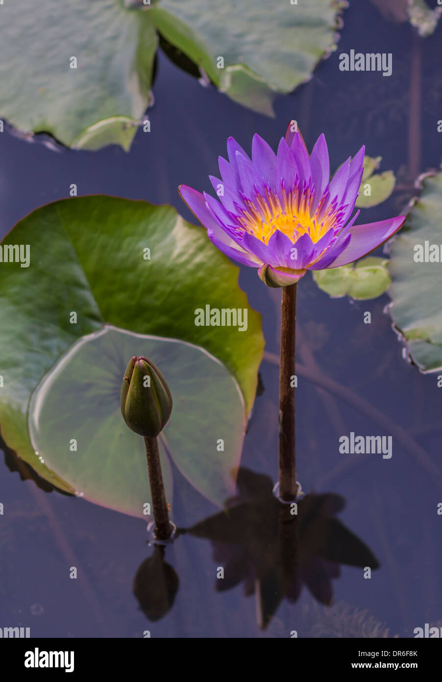 Water lily growing in a pond on the north shore of Oahu Hawaii Stock