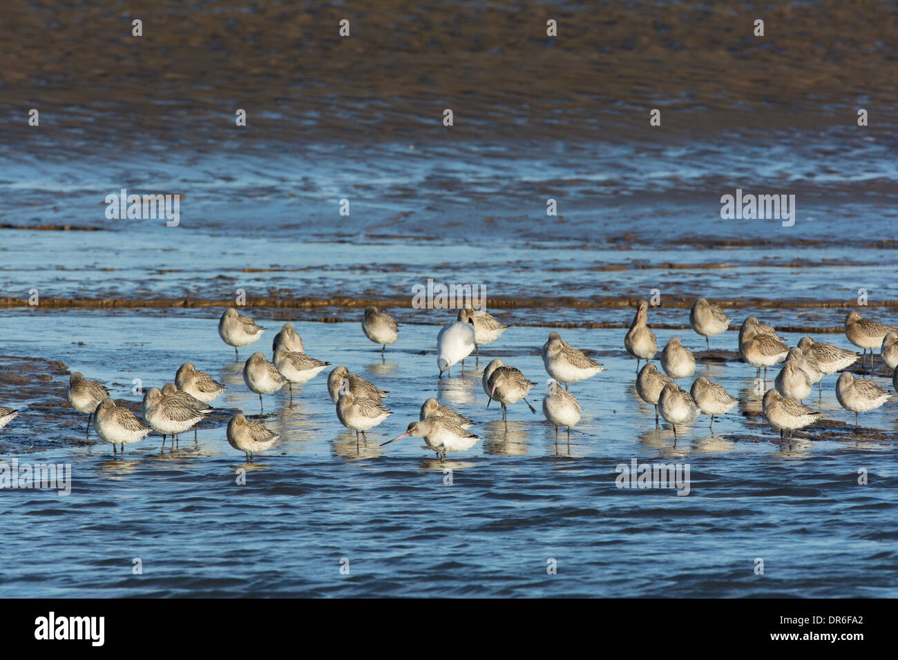 Bar-tailed Godwit (Limosa lapponica), group roosting on tidal mudflats. Stock Photo