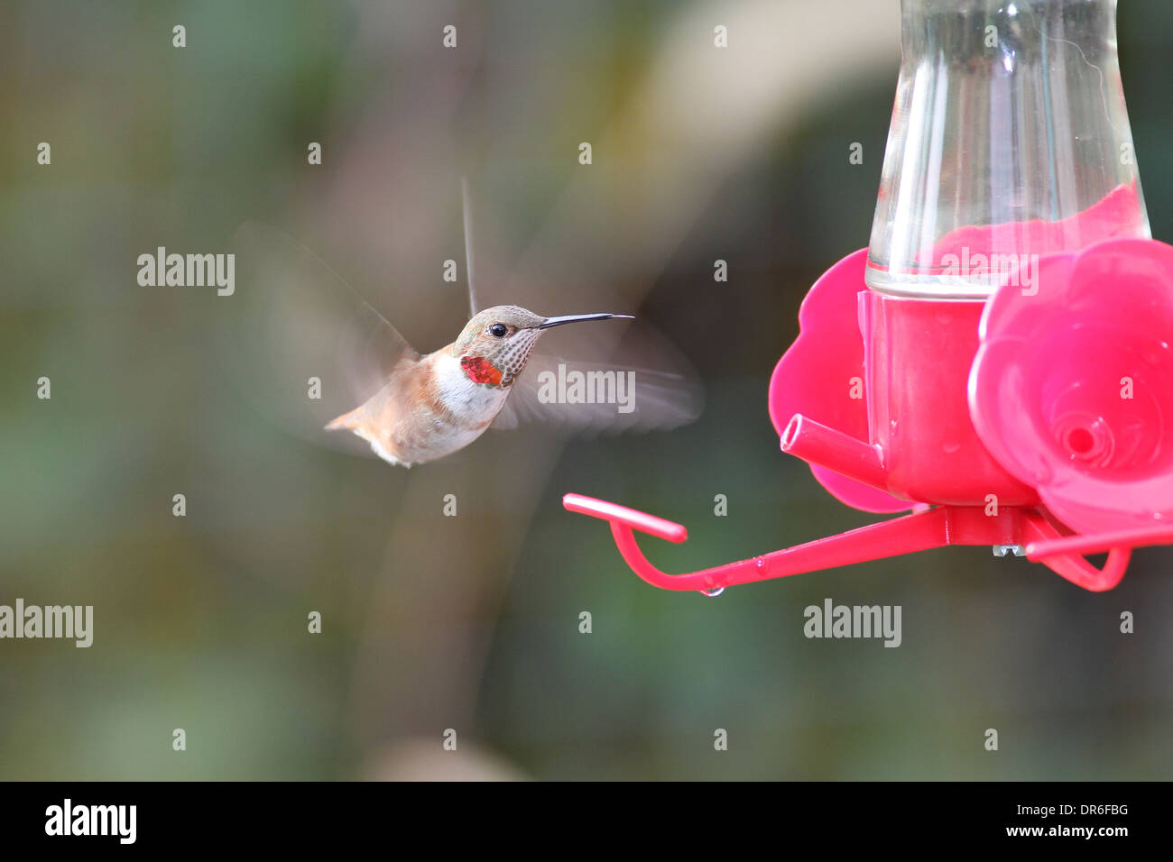 Rufous hummingbird at syrup feeder Stock Photo Alamy