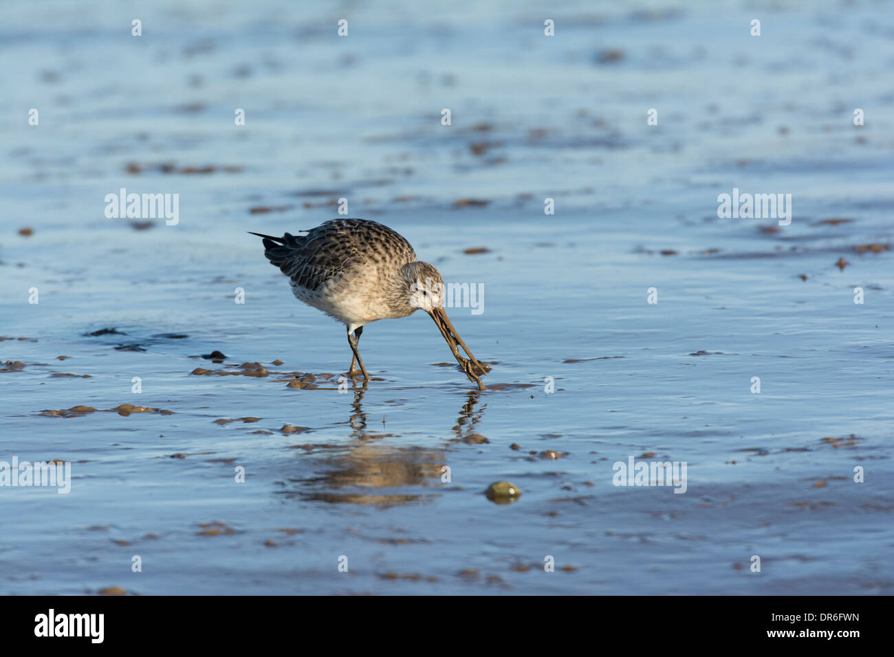 Bar-tailed Godwit (Limosa lapponica), feeding on tidal mudflats Stock Photo