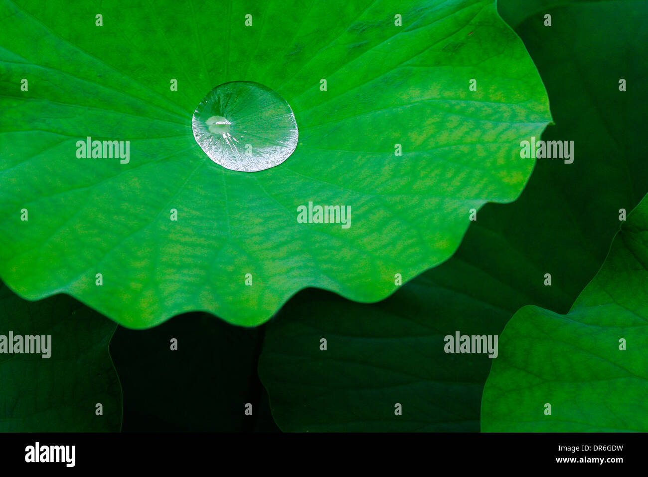 Water drop on Lotus leaf Stock Photo - Alamy