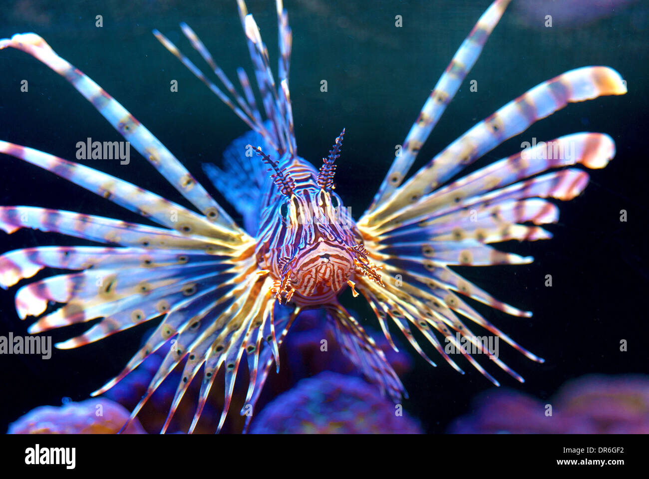 Lion and fish hi-res stock photography and images - Alamy