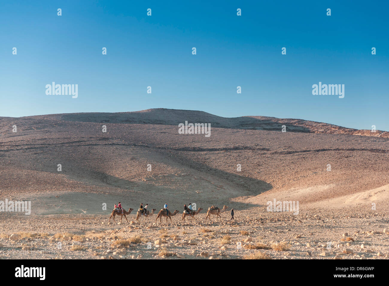 Israel. A camel caravan in the Negev Desert Stock Photo - Alamy