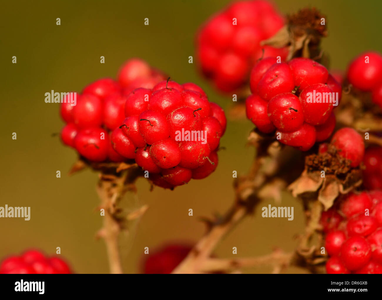 Raspberry in the wild, Israel Stock Photo