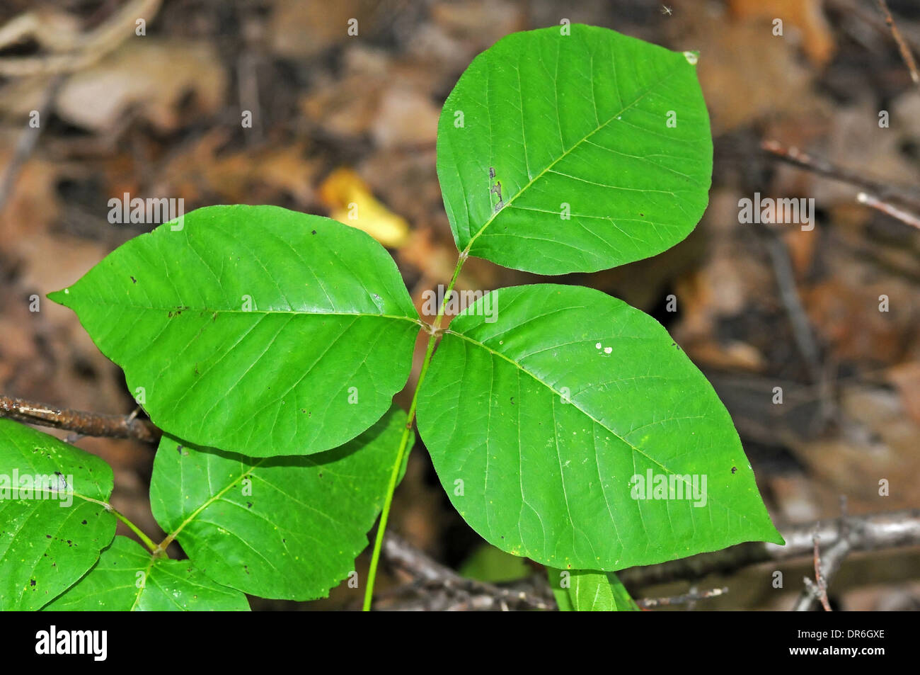 Poison Ivy, Toxicodendron radicans Stock Photo