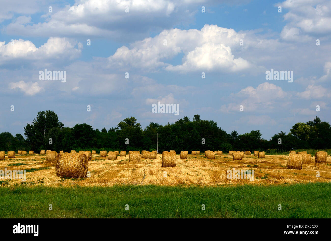 Bales of straw on the field after harvesting Stock Photo - Alamy