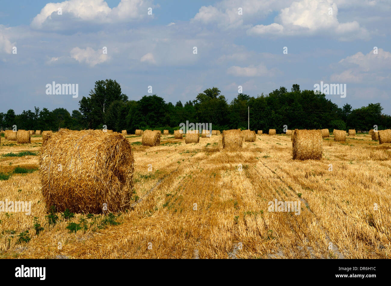 bales straw bale field harvest stubble farmland Stock Photo - Alamy