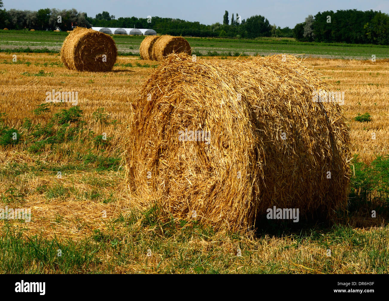 bales straw bale field harvest stubble farmland Stock Photo - Alamy