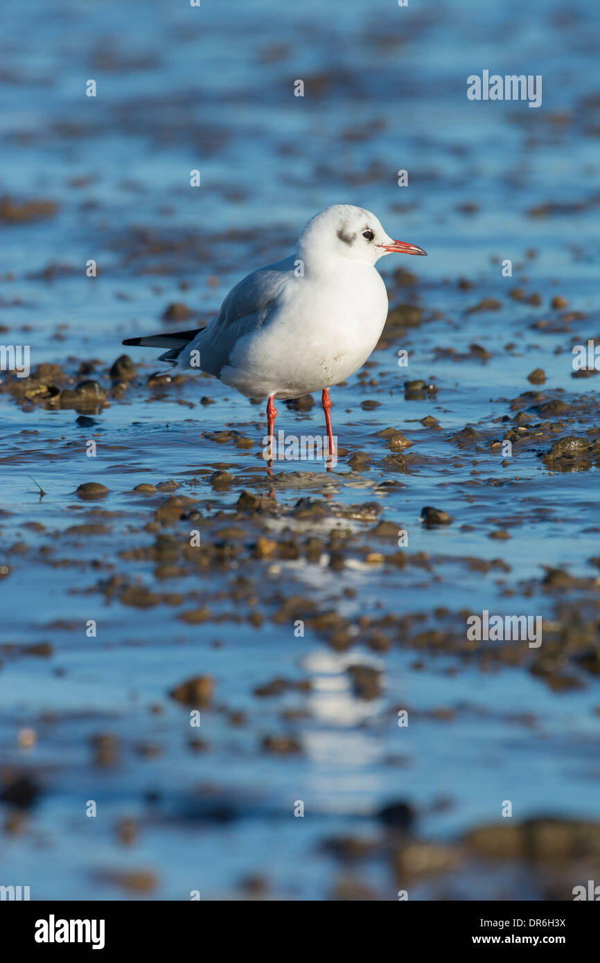 Black-headed Gull (Chroicocephalus ridibundus), in winter plumage. Stock Photo