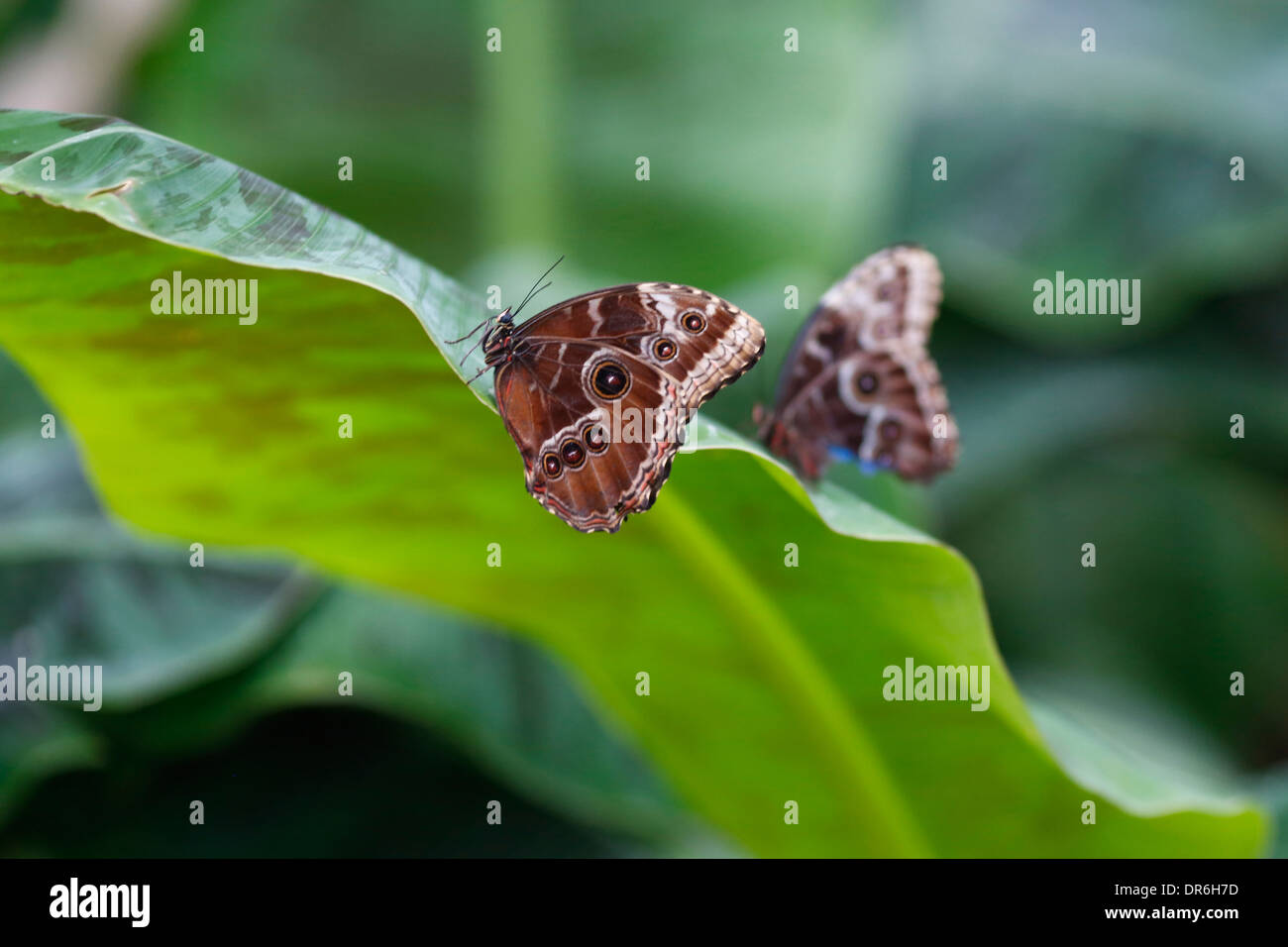 'Sensational Butterflies' exhibition at the Natural History Museum
