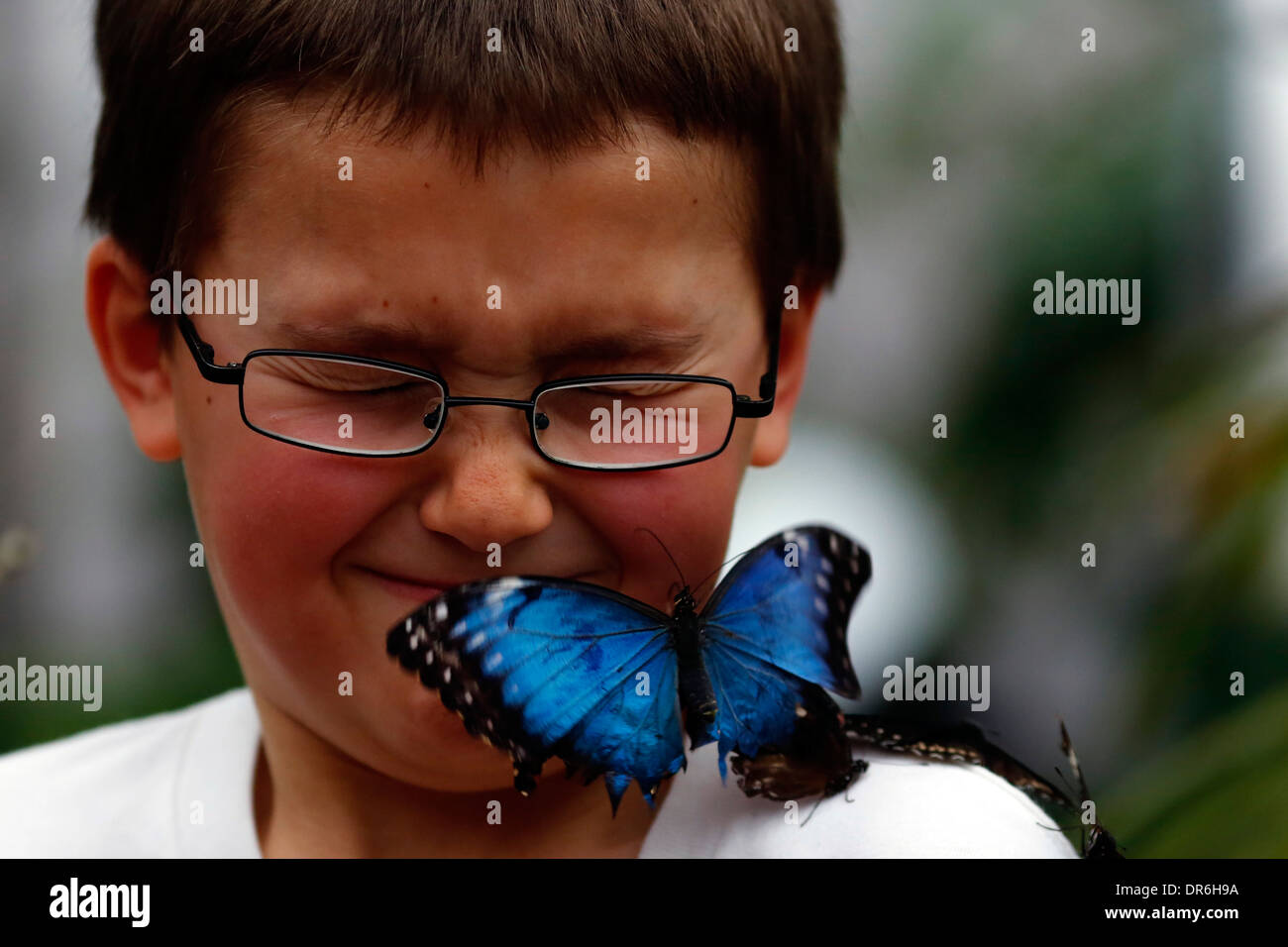 'Sensational Butterflies' exhibition at the Natural History Museum Stock Photo