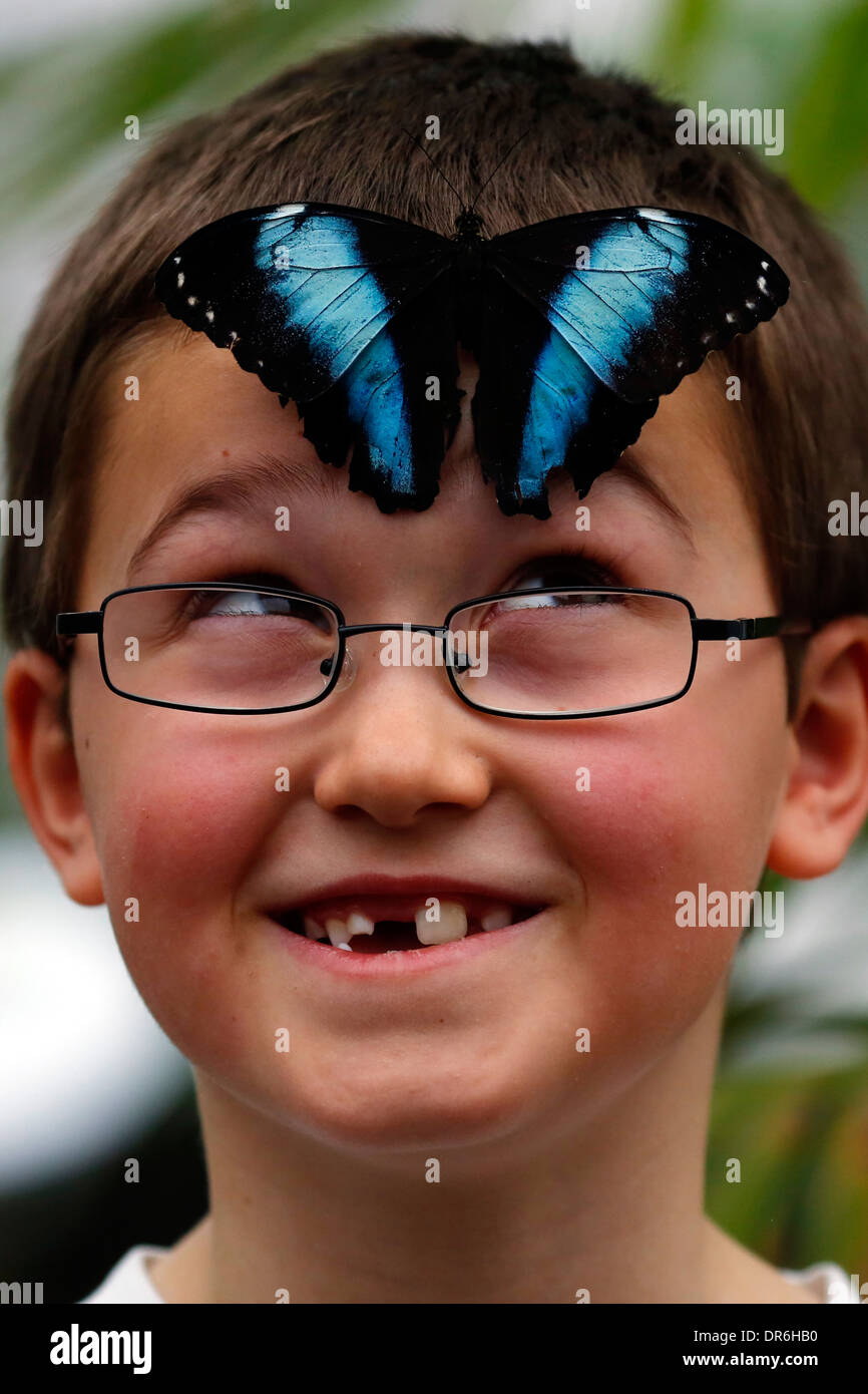 'Sensational Butterflies' exhibition at the Natural History Museum Stock Photo