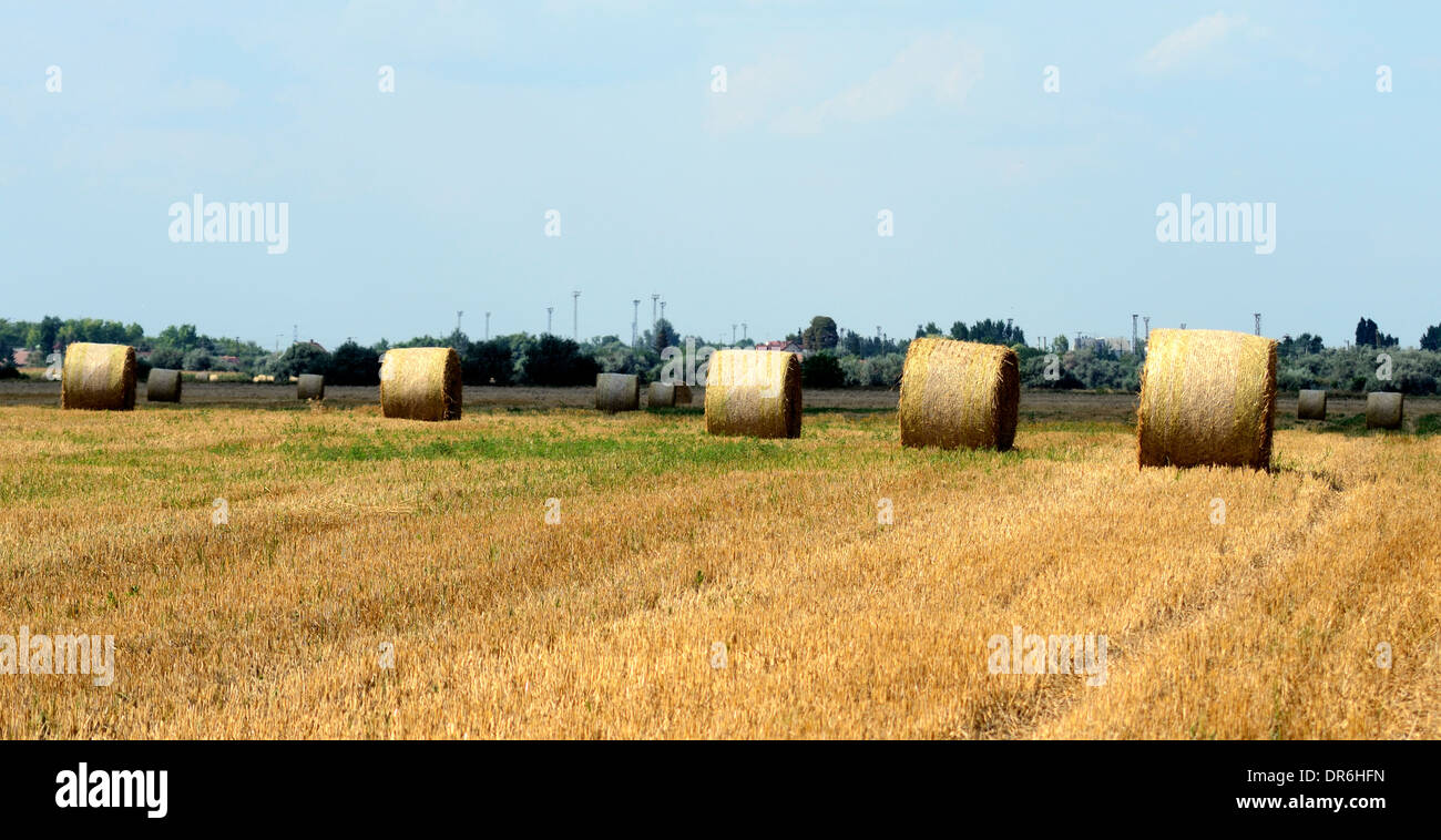 bales straw bale field harvest stubble farmland Stock Photo - Alamy