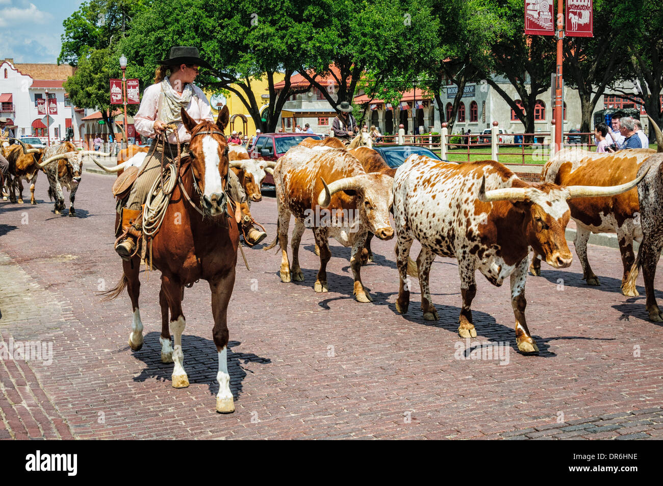 Cattle drive, Stockyards Historic District, Fort Worth, Texas Stock