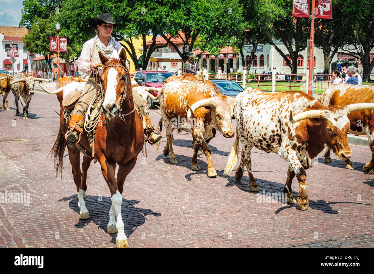 Cattle drive, Stockyards Historic District, Fort Worth, Texas Stock