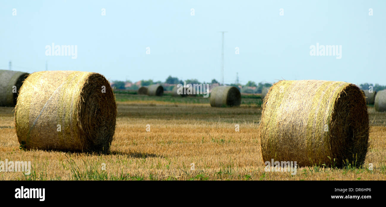 bales straw bale field harvest stubble farmland Stock Photo - Alamy