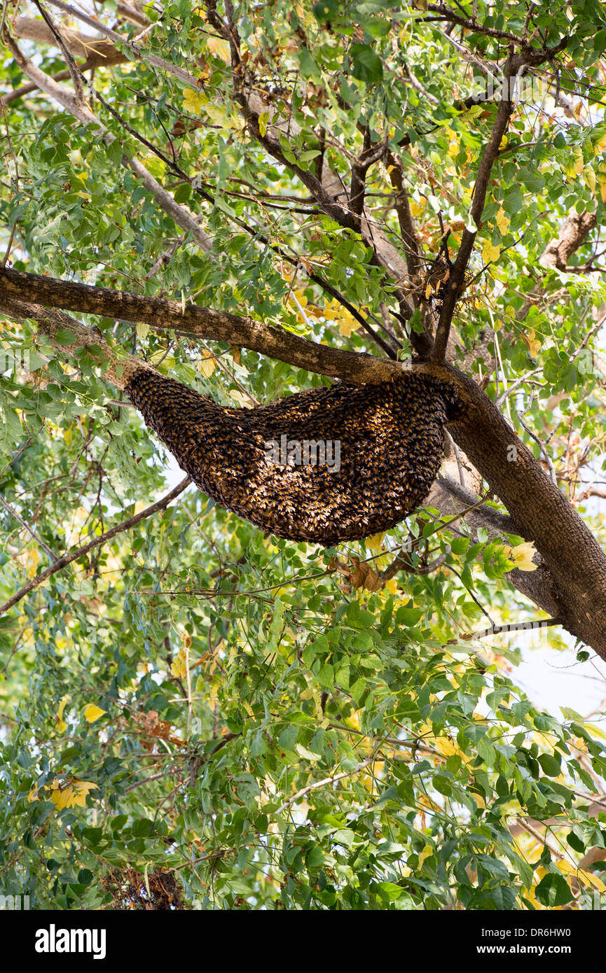 Indian honey bee hive on the branch of an Indian Cork Tree. India Stock Photo