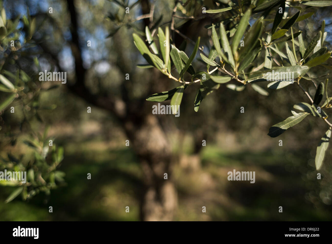 Olive groves in halkidiki peninsula hires stock photography and images