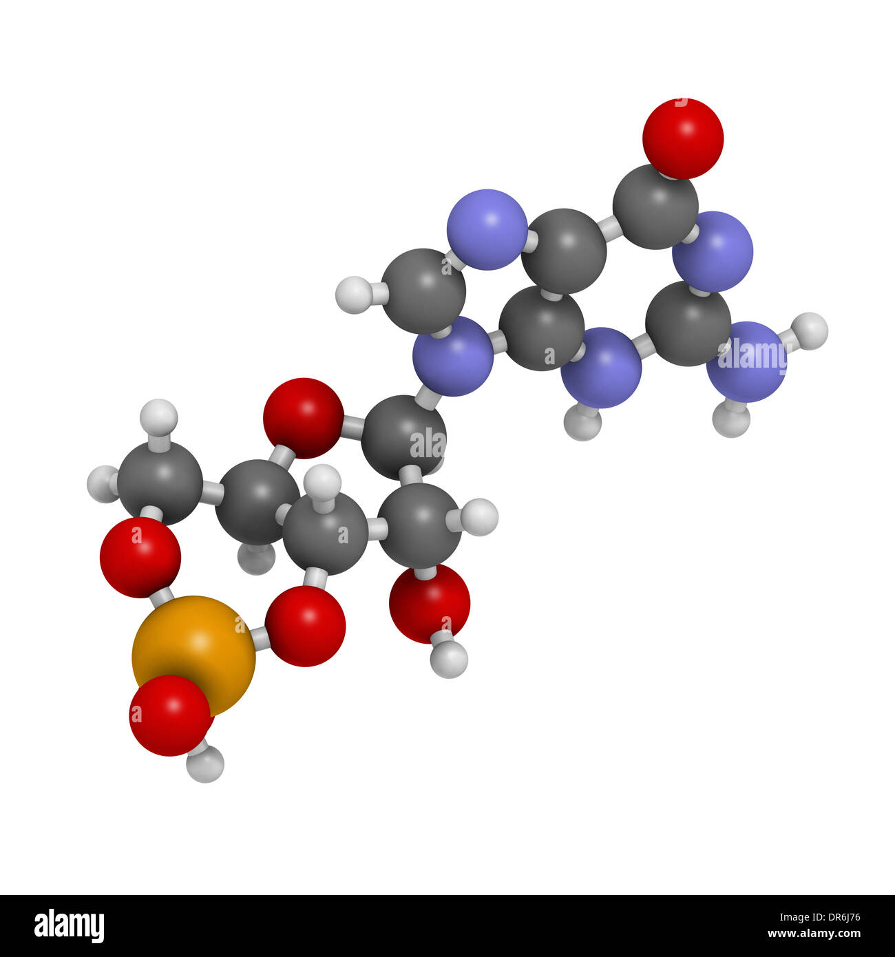 Guanosine Monophosphate