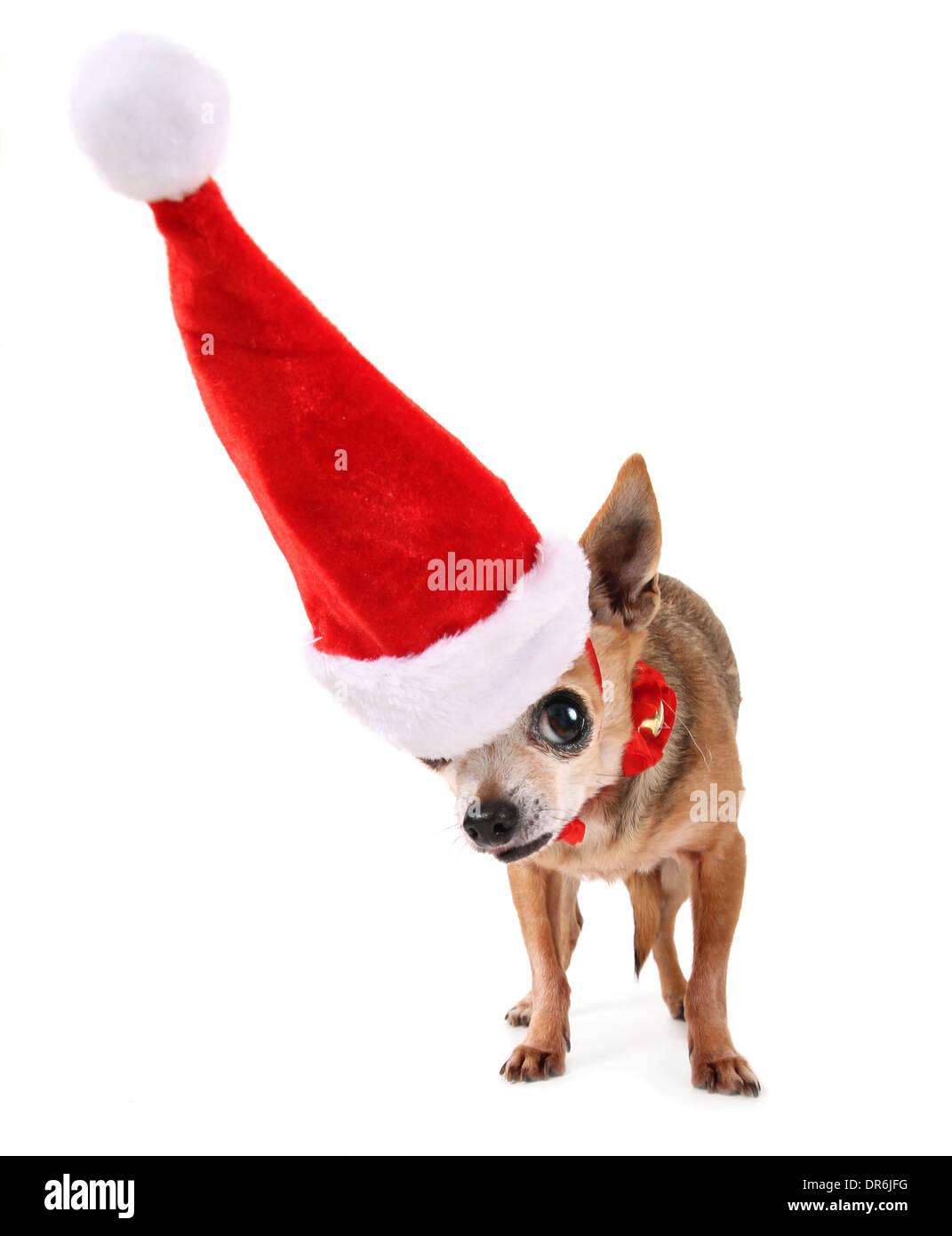 cute chihuahua on an isolated white background with a christmas costume on Stock Photo