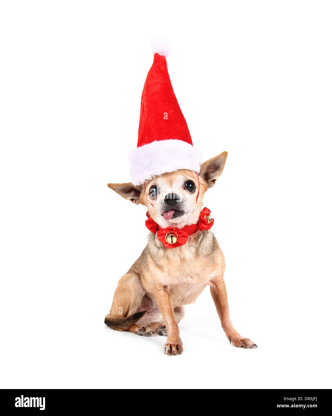 cute chihuahua on an isolated white background with a christmas costume on Stock Photo