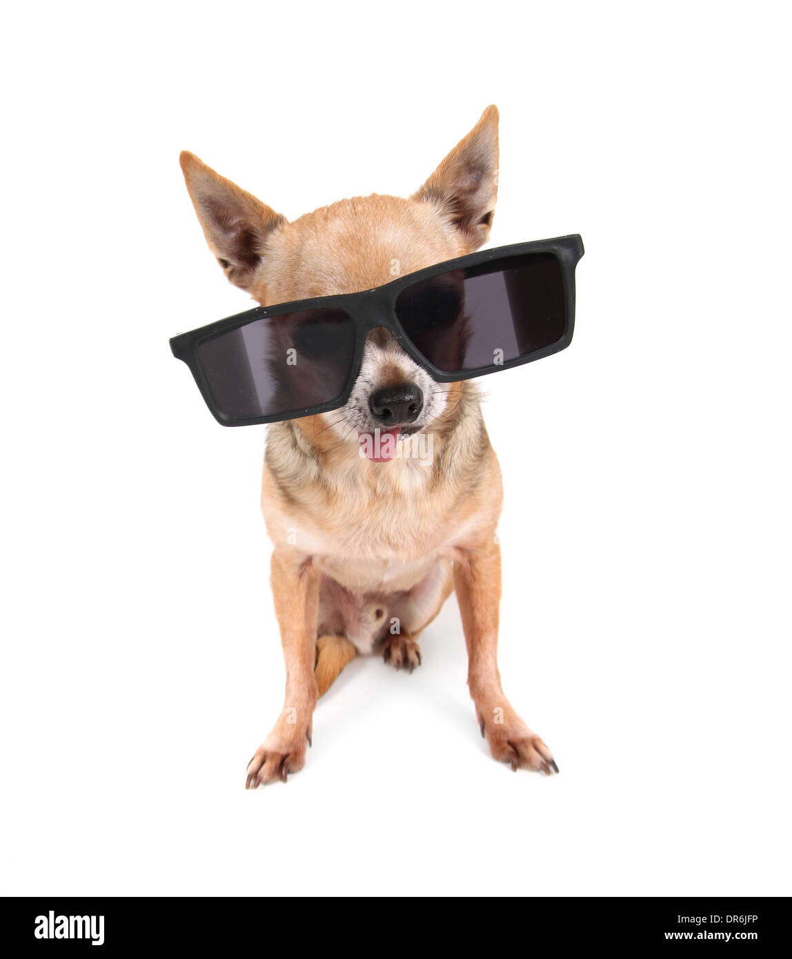 cute chihuahua on an isolated white background with sunglasses on Stock Photo