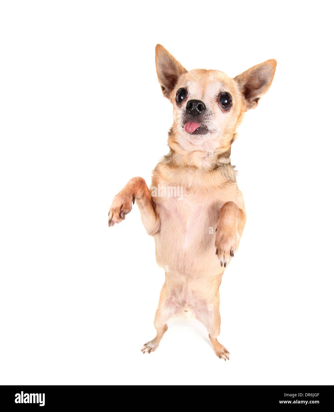 cute chihuahua on an isolated white background Stock Photo