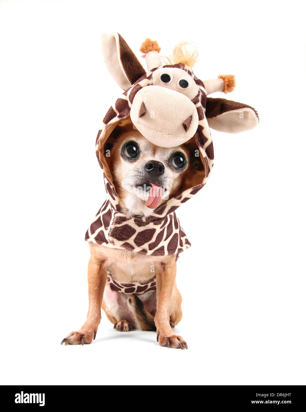 cute chihuahua with a costume on Stock Photo