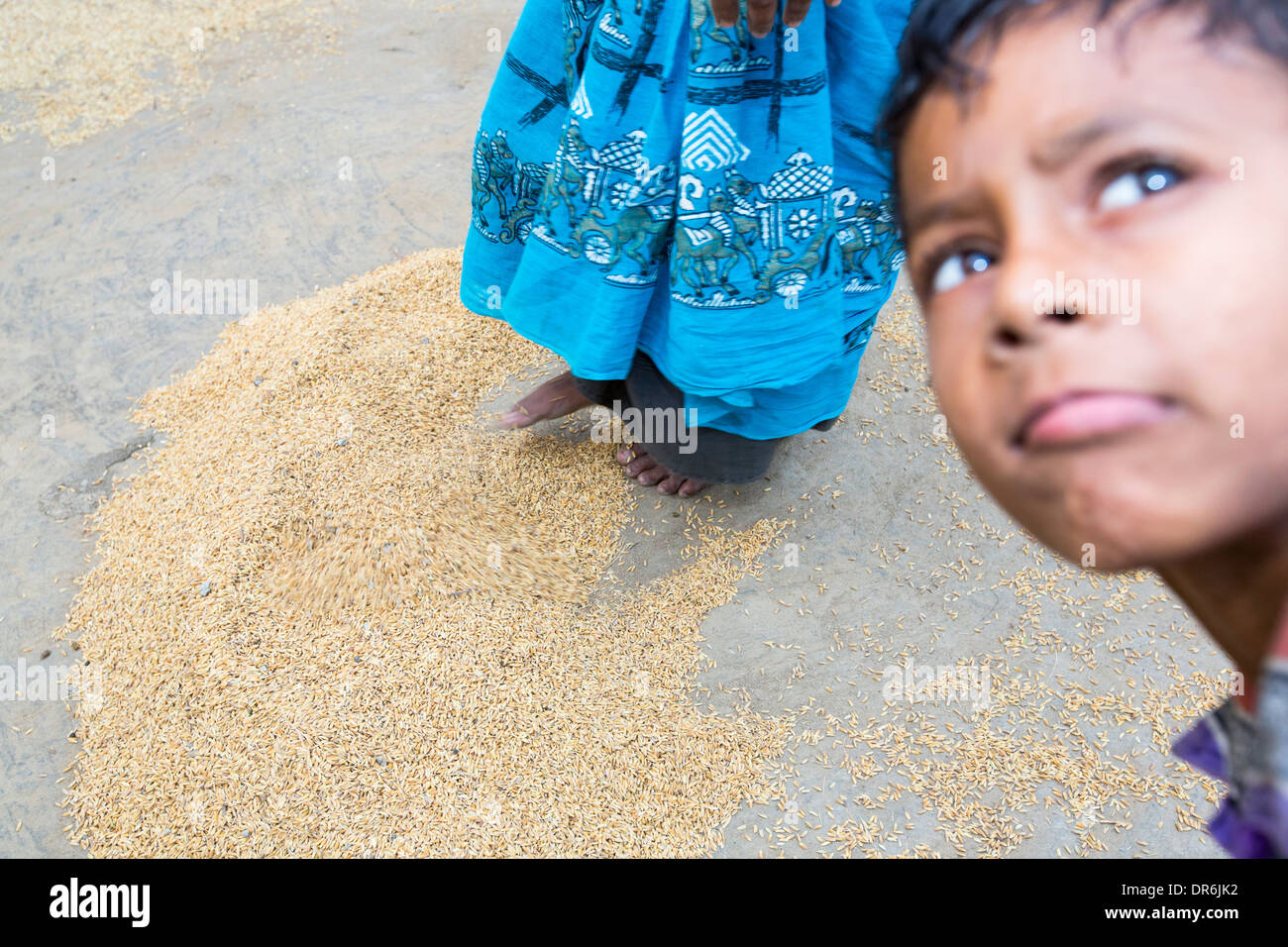 Villagers in a remote subsistence farming village on an island in the Sunderbans, the Ganges Delta in Eastern India drying rice Stock Photo