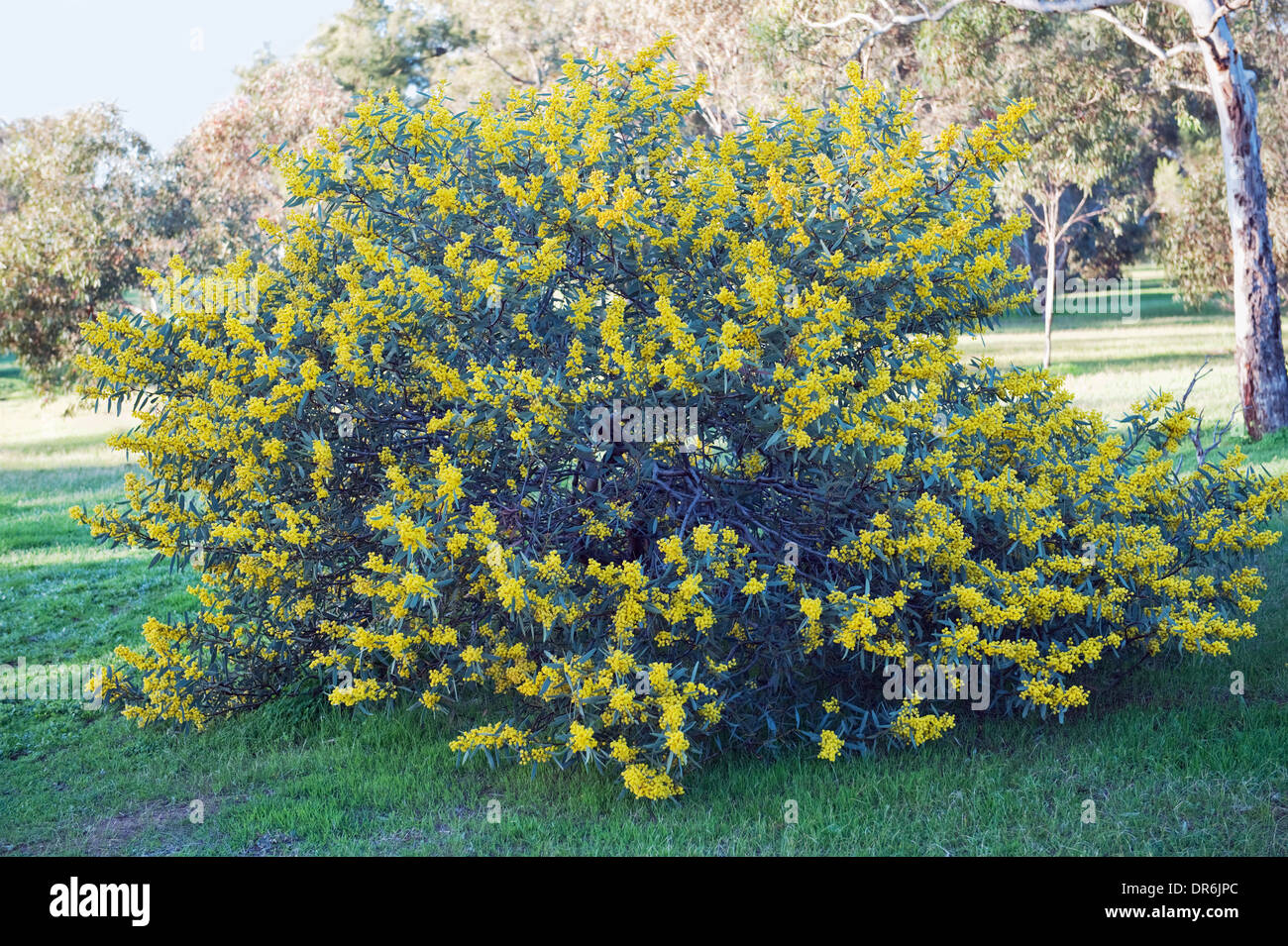 Australian Wattle blossoms bush on natural background Stock Photo Alamy