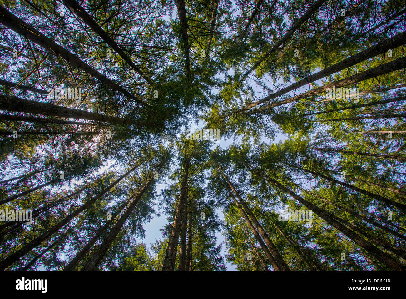 Looking up in a forest of Douglas Fir trees, Oregon, USA Stock Photo