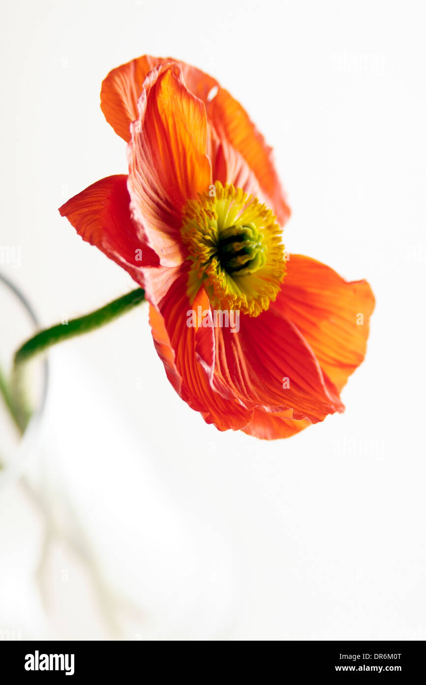 Poppy flower Stock Photo - Alamy