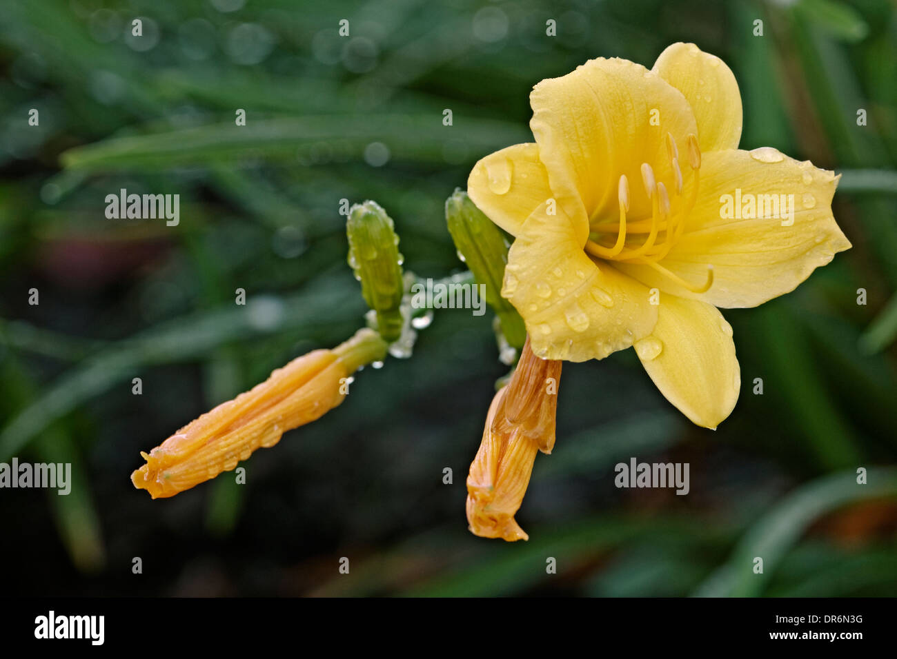 Daylily (Hemerocallis x hybrid) Stock Photo