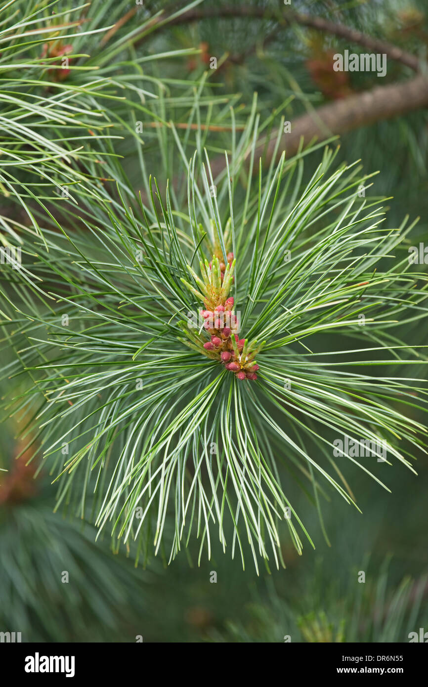 Korean, or Manchurian pine (Pinus koraiensis) Stock Photo