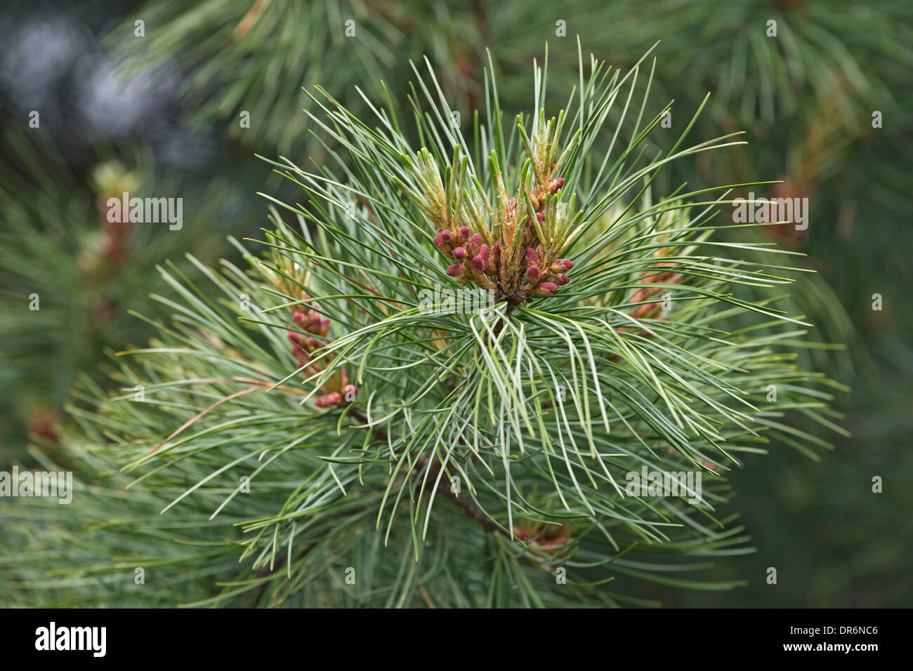 Korean, or Manchurian pine (Pinus koraiensis) Stock Photo