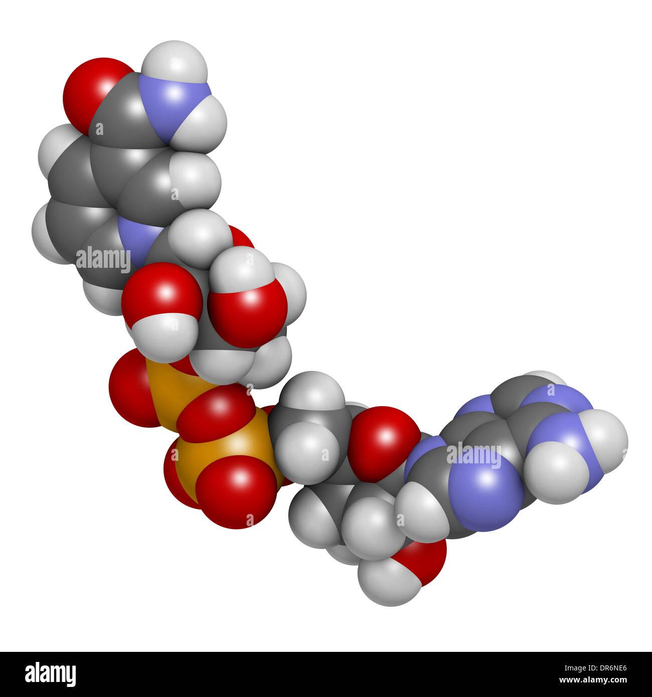Nicotinamide adenine dinucleotide (NAD+) coenzyme molecule. Important ...