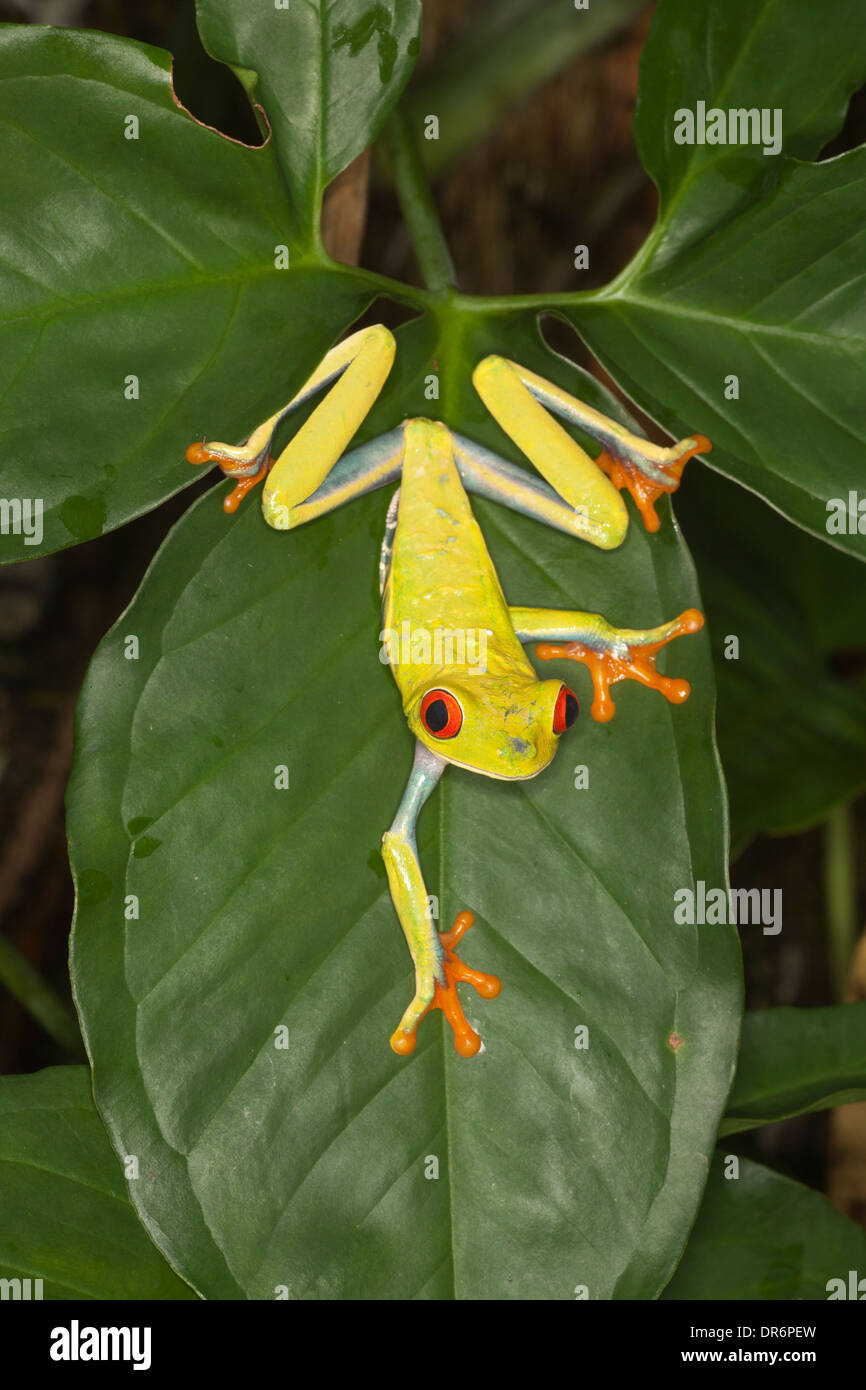 Red-eyed Tree frog (Agalychnis callidryas) aka Red-eye Leaf Frog Stock Photo