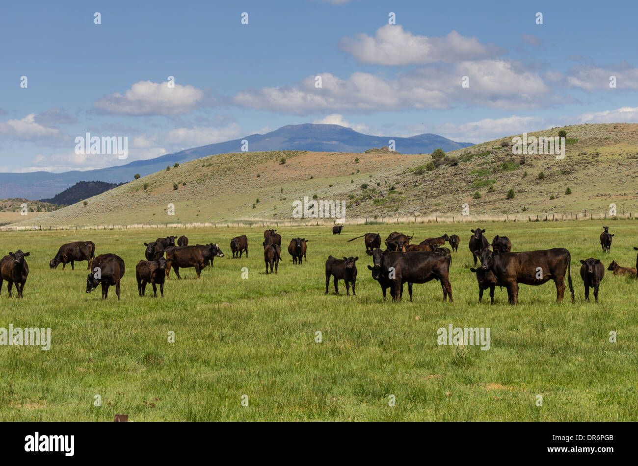 Cattle grazing on a ranch in northern California. Weed, California