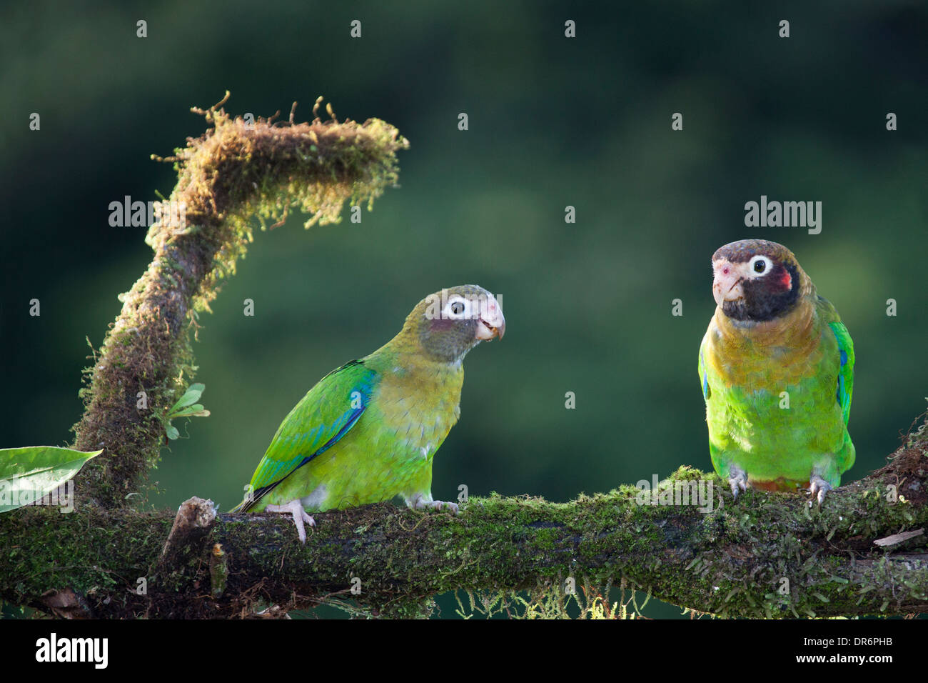 Brown-hooded Parrots (Pyrilia haematotis) perched on tree branch Stock Photo