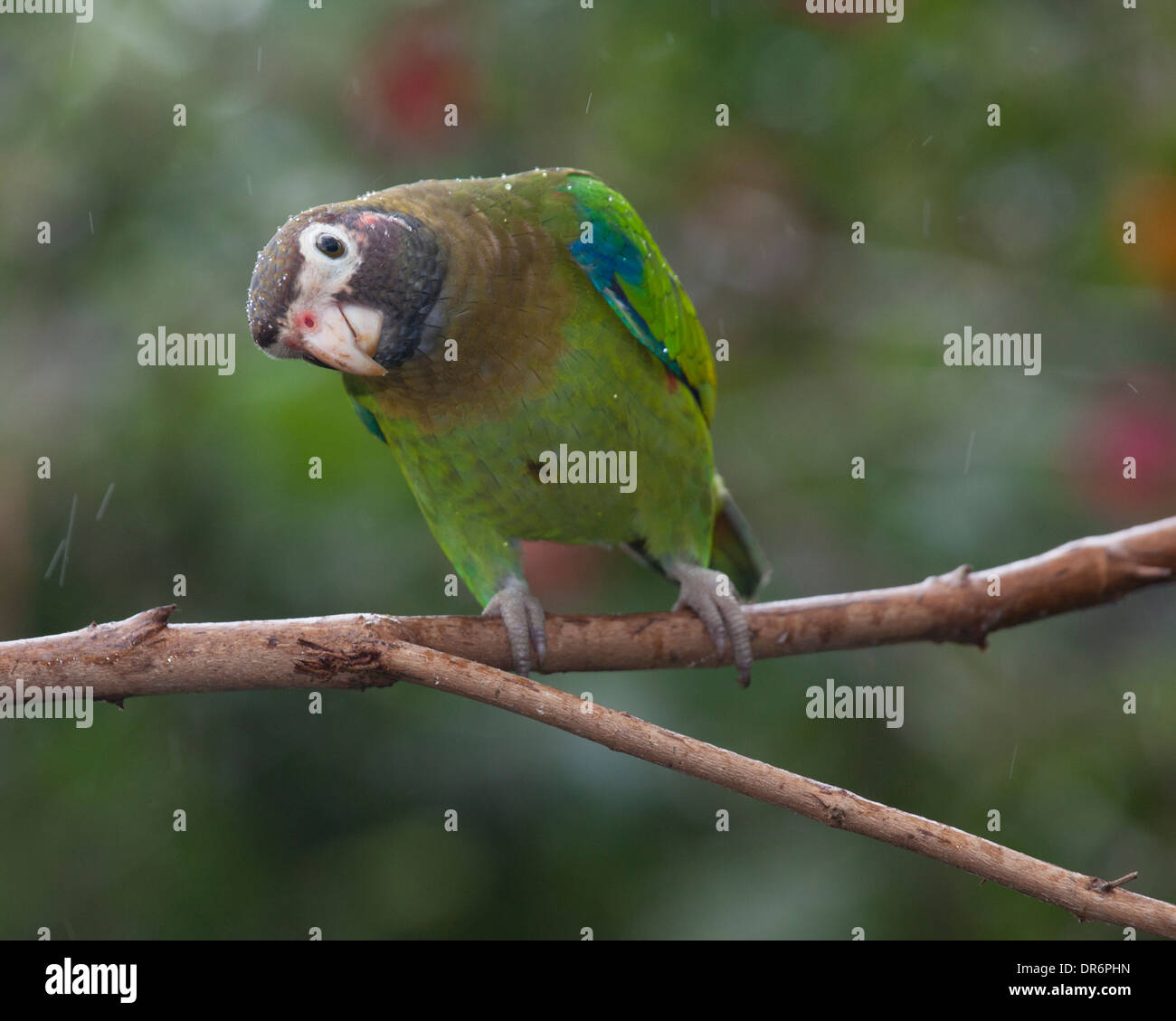 Brown-hooded Parrot (Pyrilia haematotis) perched on branch Stock Photo
