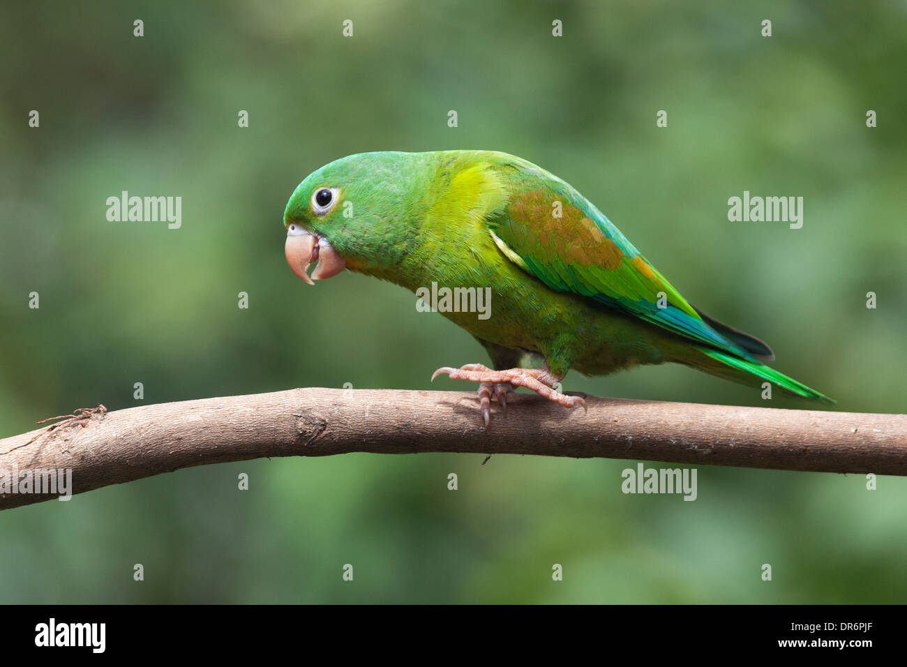 Orange-chinned Parakeet walking on a branch in a forest, northern Costa Rica. (Brotogeris jugularis) Stock Photo