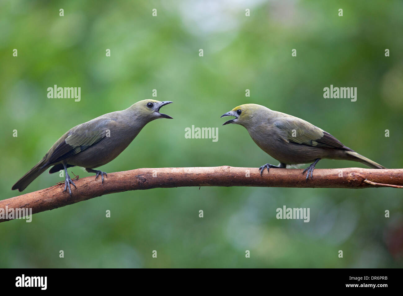 Palm Tanagers (Thraupis palmarum) fighting, perched on a branch in a Central American rainforest Stock Photo
