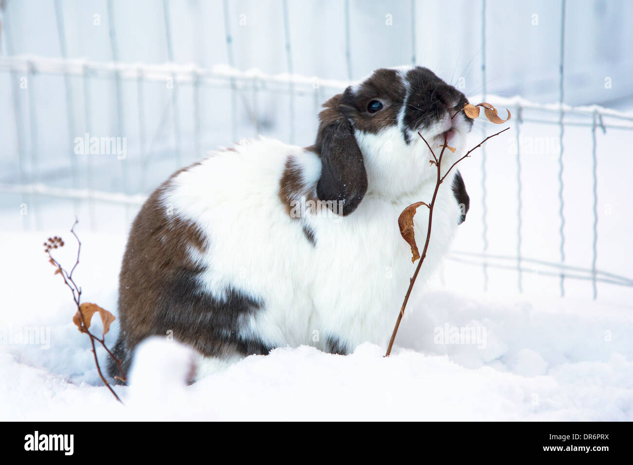 Holland Lop rabbit in snow browsing on shrub in yard during outdoor exercise session Stock Photo